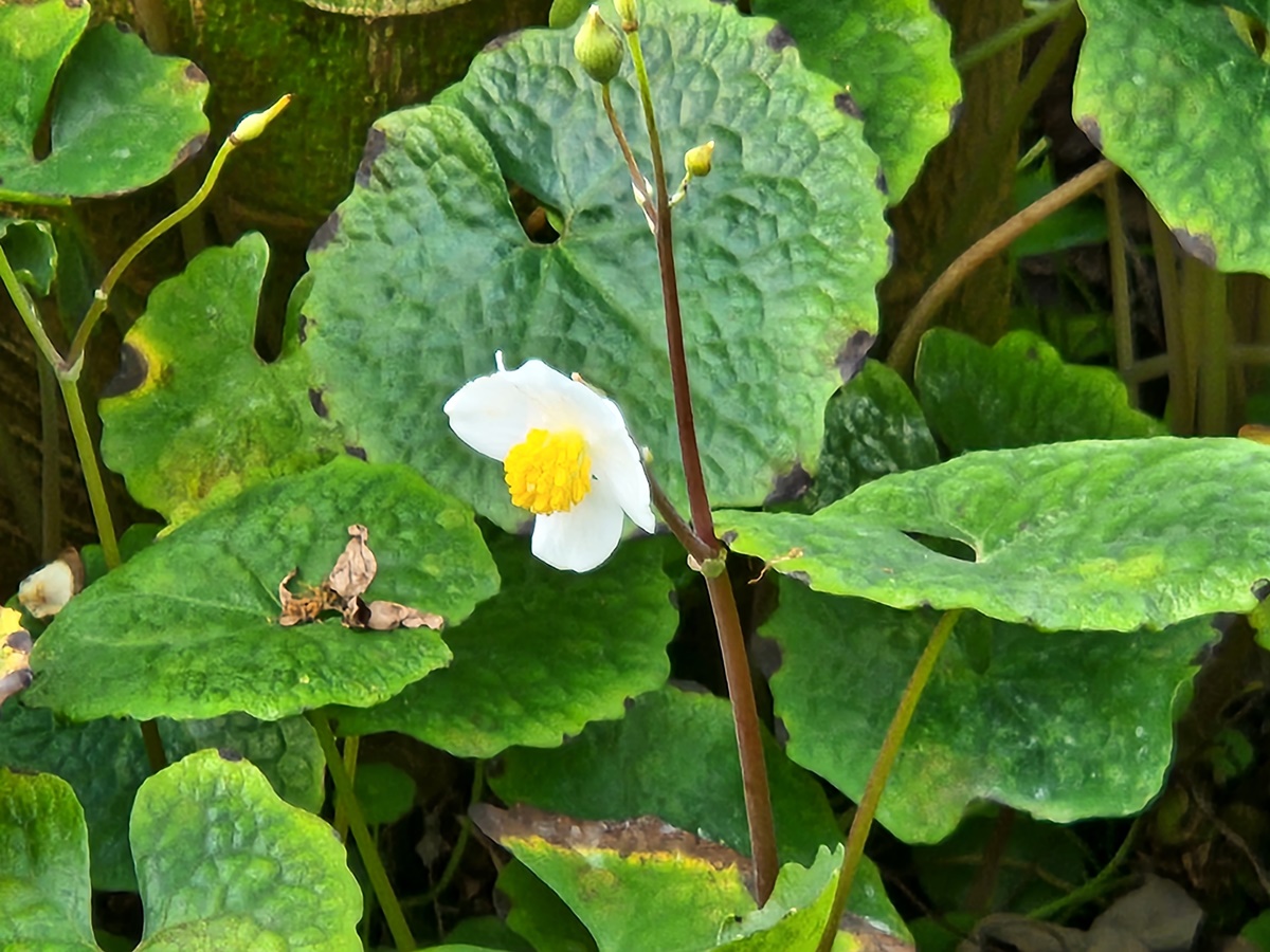 연잎양귀비(혈수초)