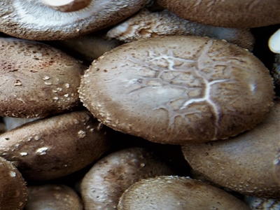 표고버섯 효능 사진30