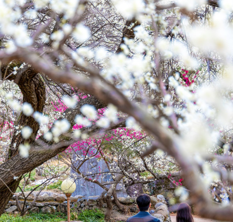 2025 광양매화축제 총정리18