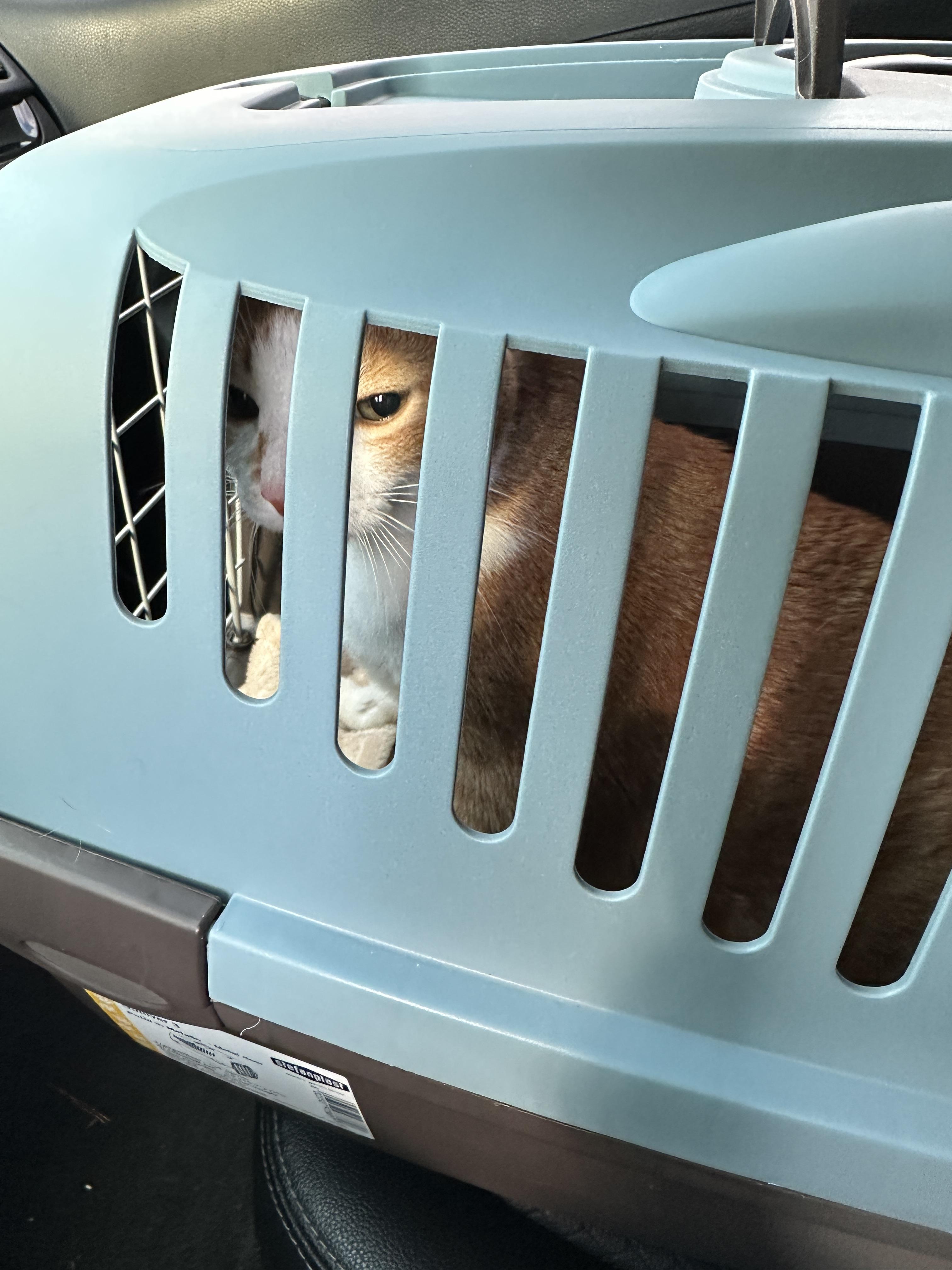 집으로_가는_호야_1