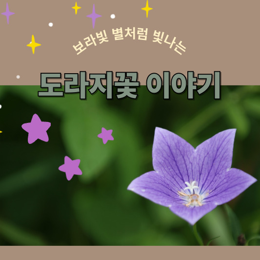 잊혀진 꽃, 도라지 - 뿌리에 숨은 진심의 이야기