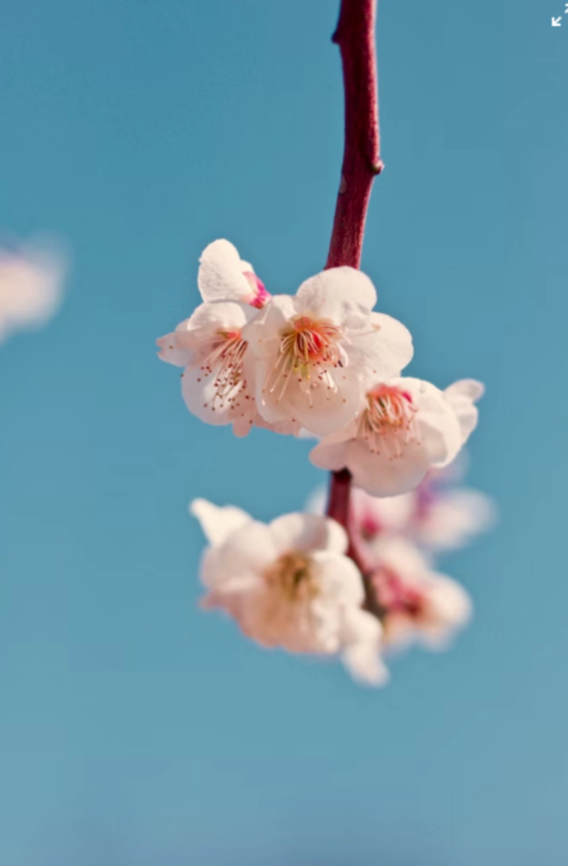 벚꽃 축제 유명한 곳