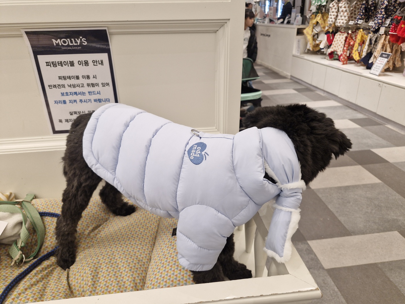 강아지 심장사상충&amp;#44; 단계별 증상 및 예방약&middot;치료약 비용 정리