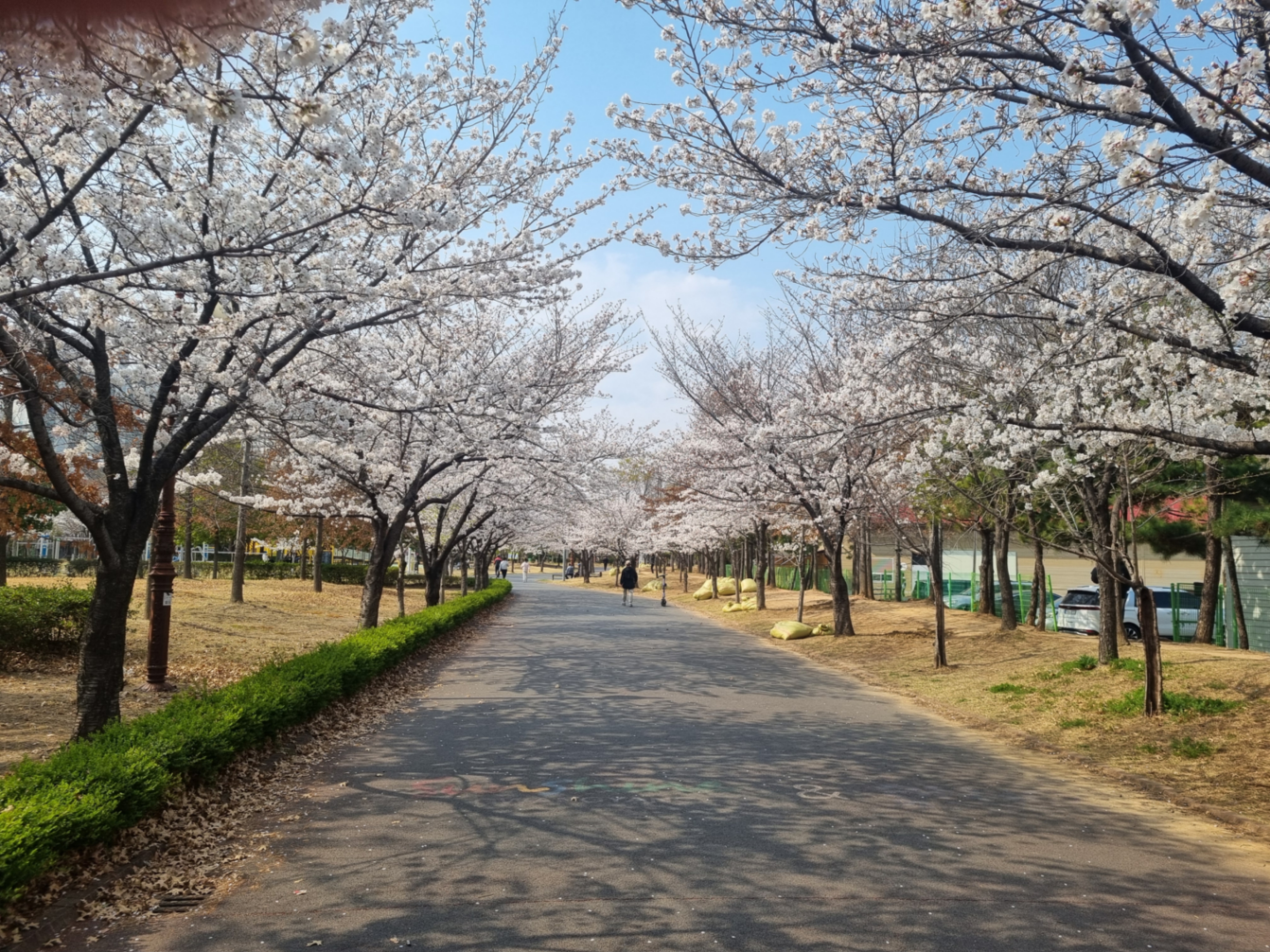 벚꽃이 흩날리는 길을 걷는 장면 사진 ('25.4)