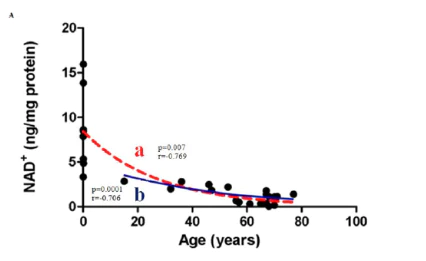 나이에-비례하여-줄어드는-NAD+수치