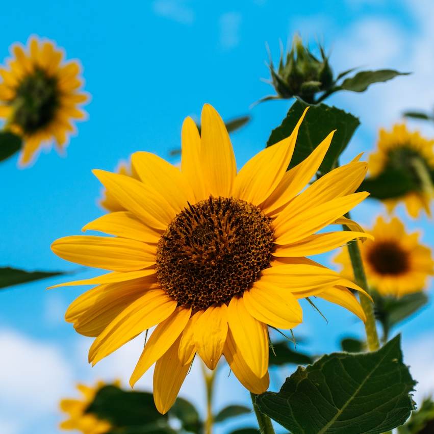 파주 해바라기 축제