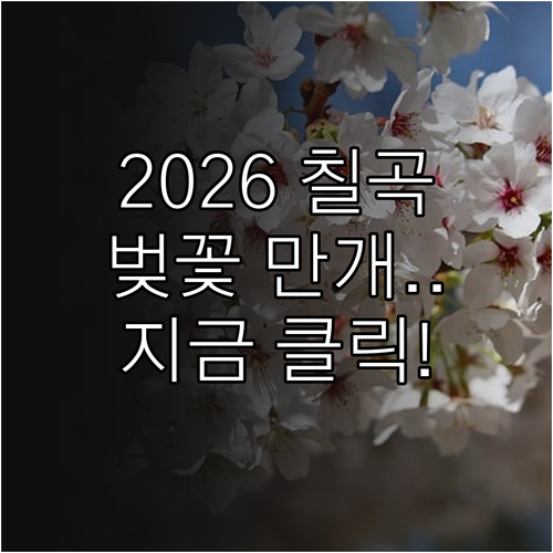 2026년 칠곡군 벚꽃 개화 시기 및..
