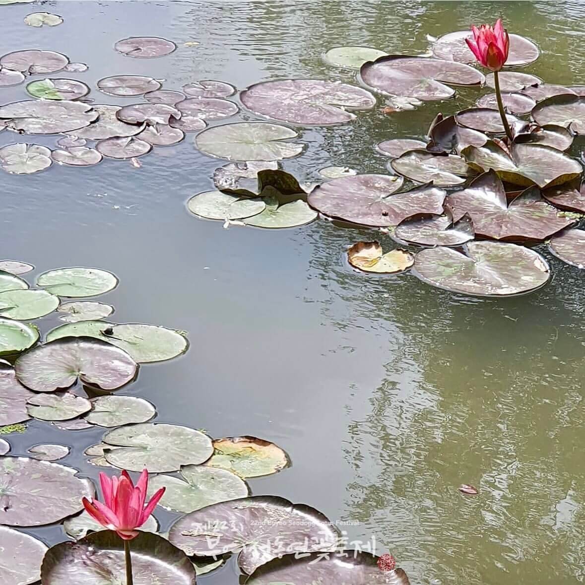 부여 궁남지 연꽃축제