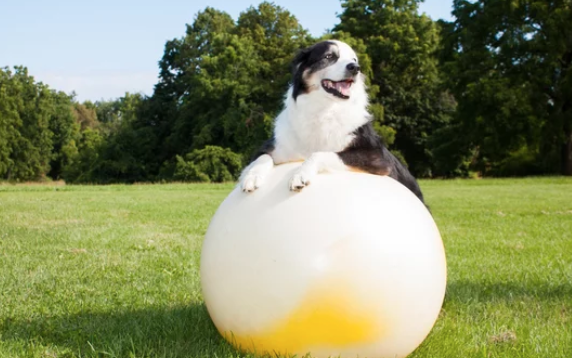강아지 사진/출처:어도비스톡