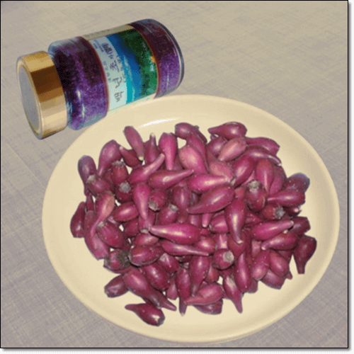 백년초 열매 효능