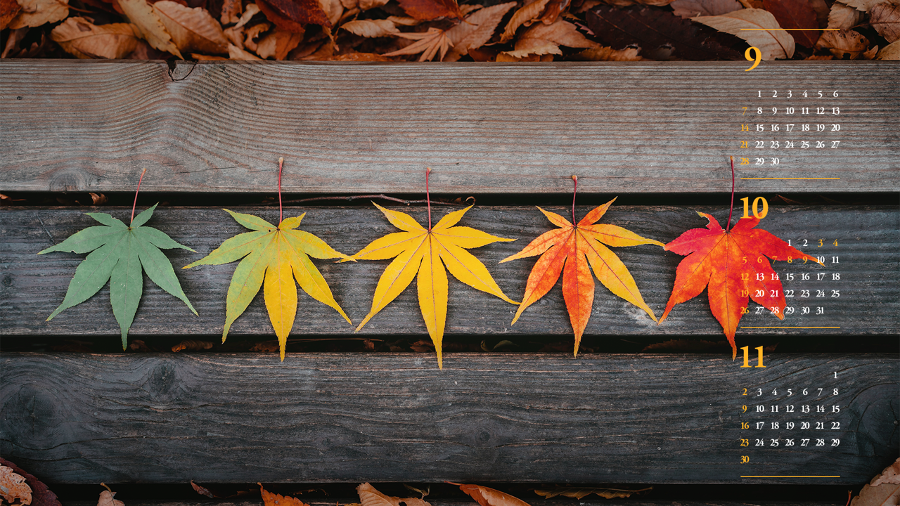 03 단풍잎 B - 2025년10월 노트북배경화면