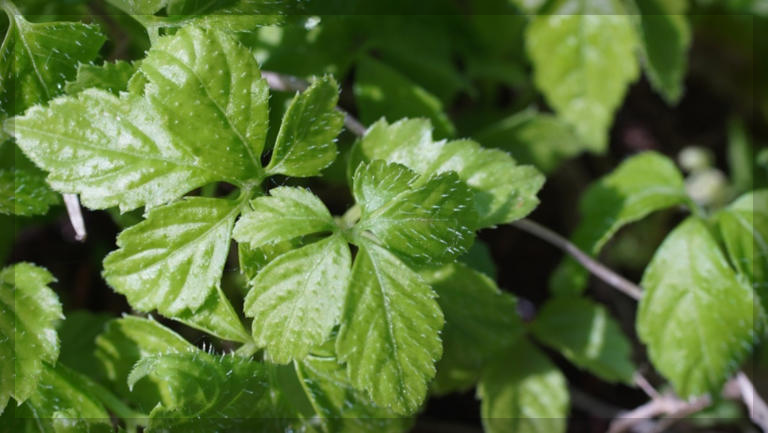 남쪽의 인삼, 돌외잎