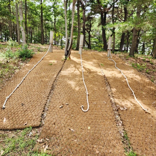 자연 속 힐링! 안동 천년숲 황토길 맨발걷기 체험 후기 관련 사진