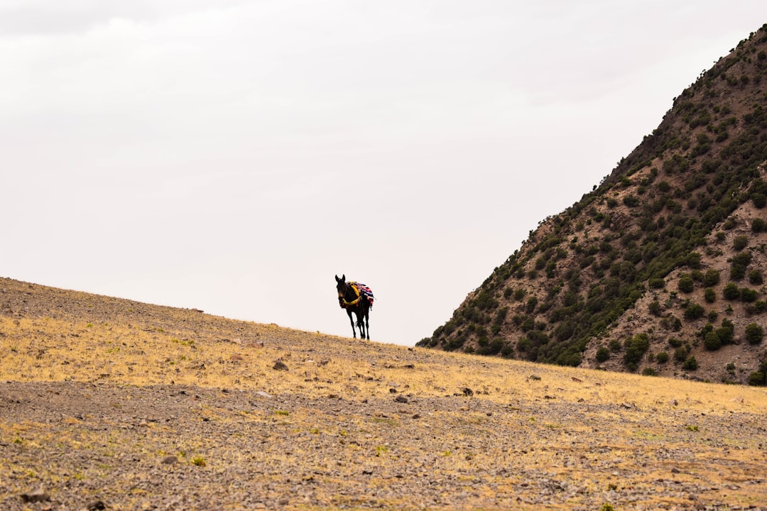Mule