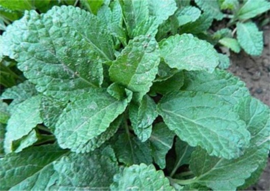 곰보배추 효능과 부작용 알아보자