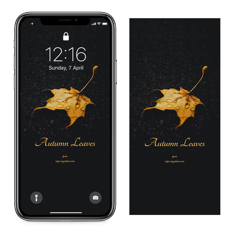 07 낙엽 C - Autumn Leaves 아이폰가을배경화면