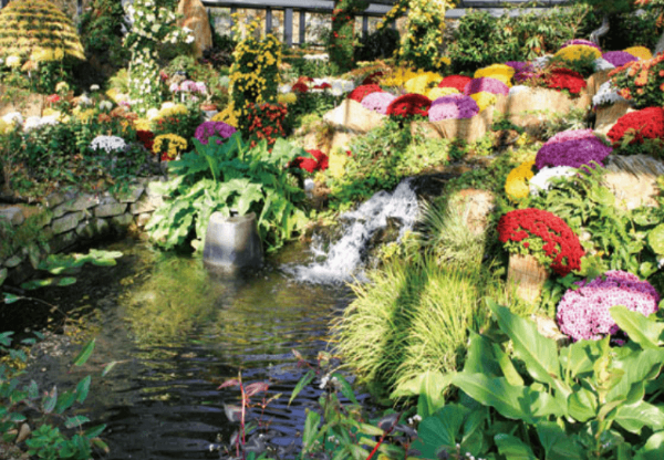 아침고요수목원 실내 국화전시회