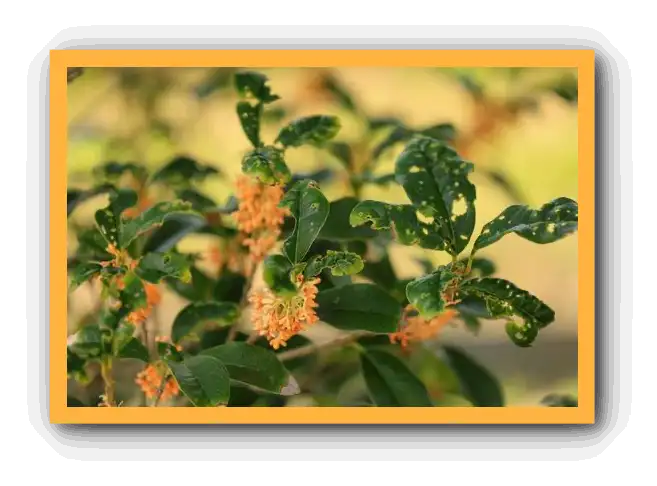 금목서 향기와 꽃말