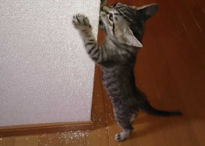 혼자 살면서 고양이를 키울 때 곤란함을 이미지화하는 이미지