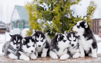알래스칸 말라뮤트/출처:어도비스톡
