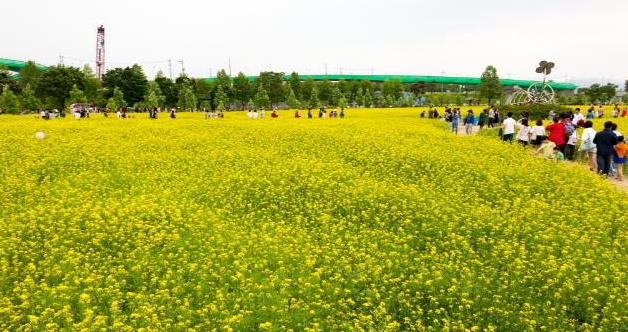구리 유채꽃축제
