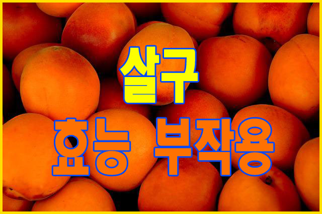 베타카로틴이 풍부한 살구 효능 8가지