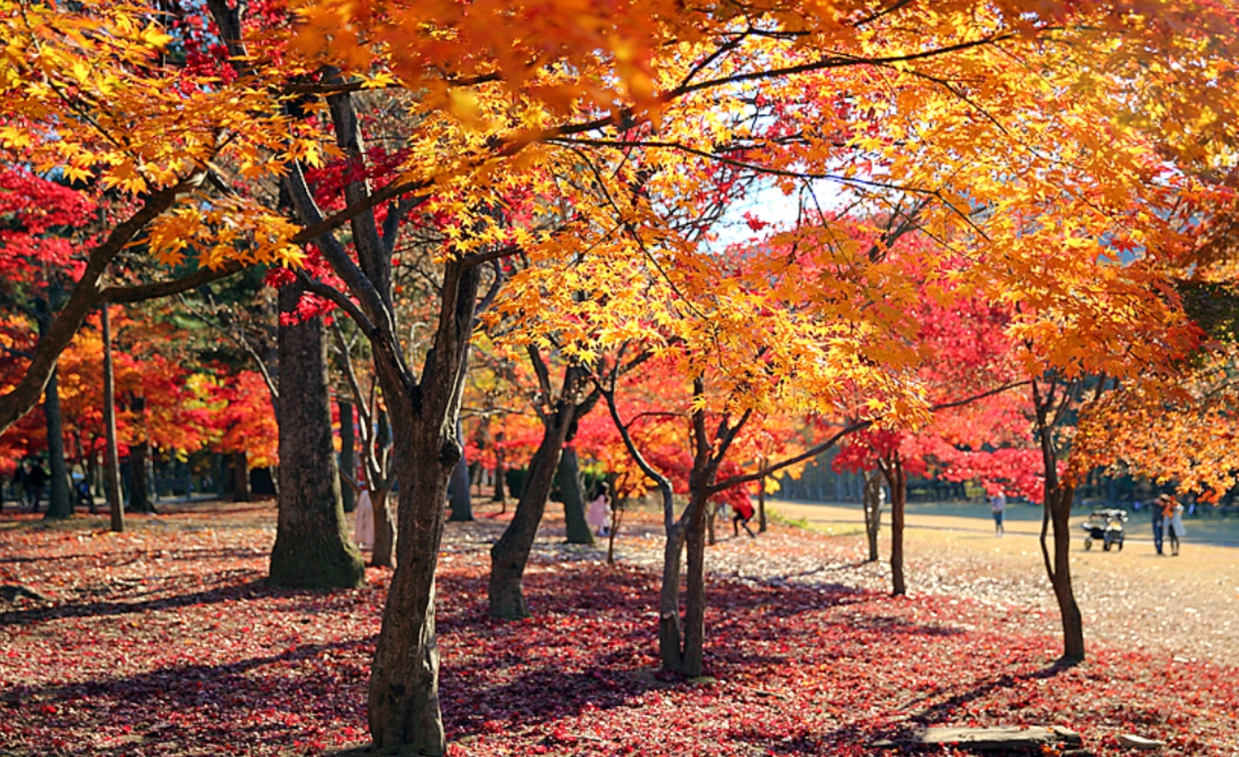 경기도_단풍_명소 _남이섬