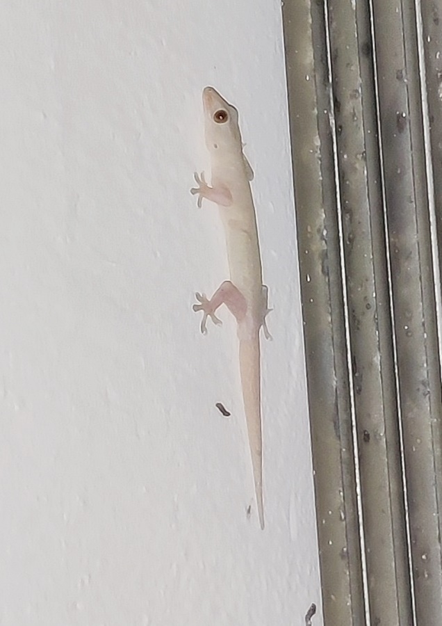 밤에 산책길이나 새벽 비가내릴때 나오는 도마뱀