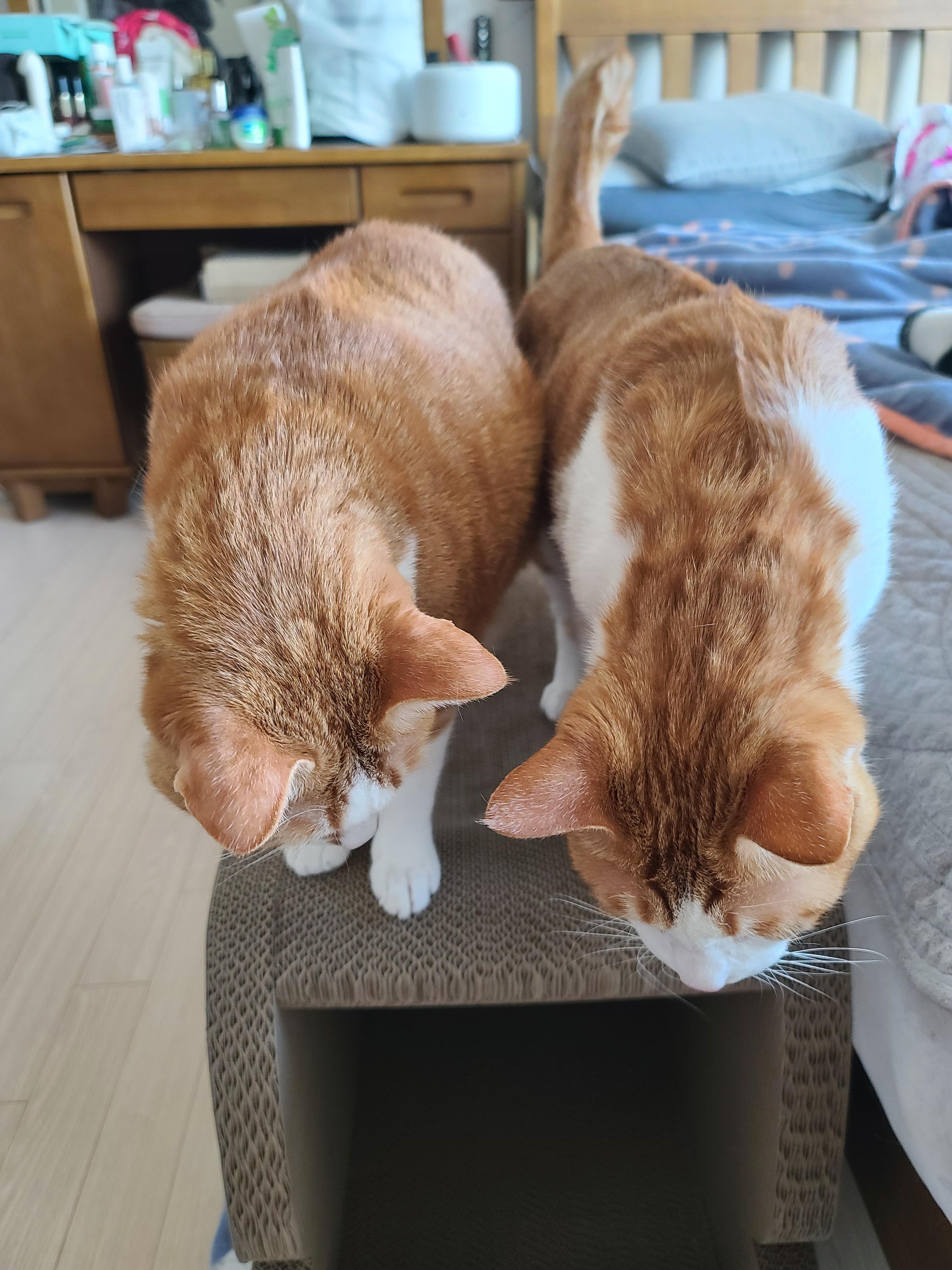 사이좋은 치즈냥이들(feat.호야랑 막둥이 몸무게)