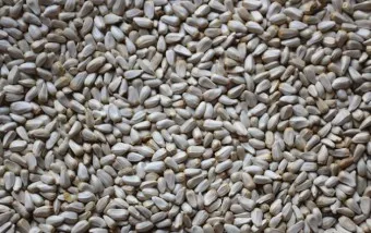 홍화씨 효능 영양성분 홍화씨유 먹는법_4