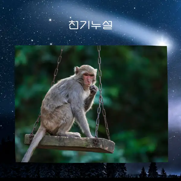 원숭이가 나오는 꿈해몽