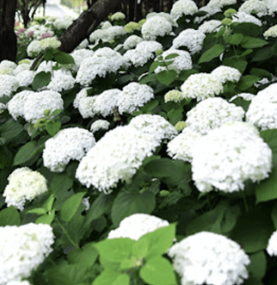 진주 월아산 수국축제