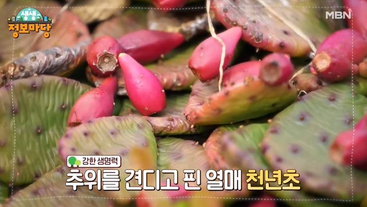 선영밥상 선물 같은 영양 한 끼 천년초 수제비 초간단 등뼈찜 요리 만드는 방법 레시피 추천