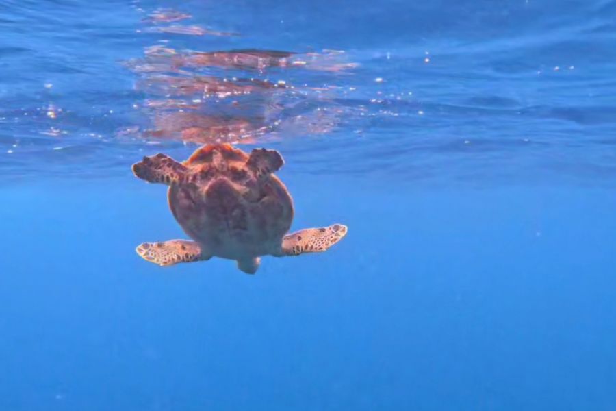 바다 표면 근처에서 수영하는 바다 거북