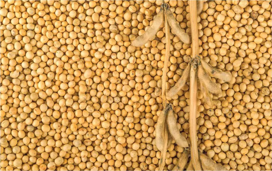 대두 유래 식물성 단백질