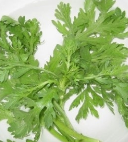 쑥갓의 효능 부작용 고르는법 칼로리 꽃