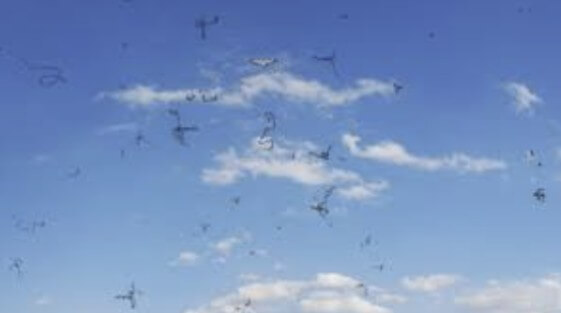 날파리증이라 불리는 비문증