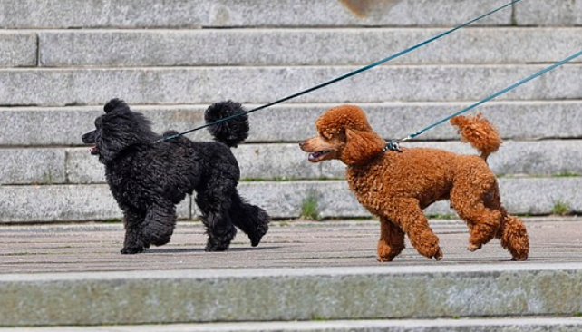 앞 뒤로 보도블럭을 걷고 있는 푸들 2마리 앞에 푸들은 검은색 털을 가지고 있고 뒤에 있는 푸들은 갈색이다.
