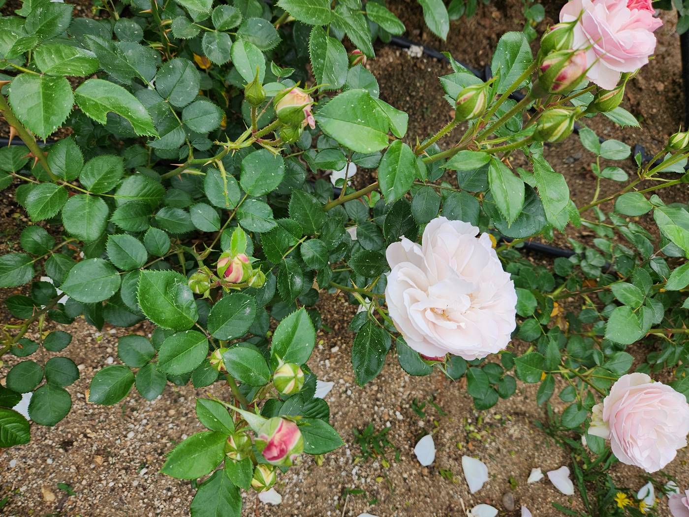 장미 헤라클레스 Herkules