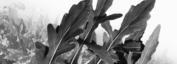 루꼴라 효능: 기력 회복, 피로 회복