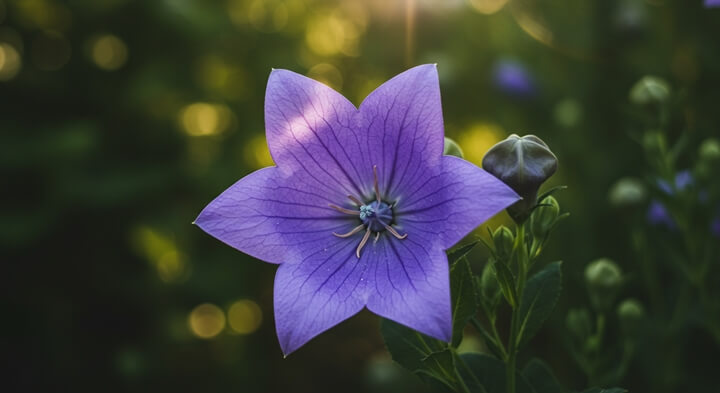 겨울철기관지건강지킴이-도라지