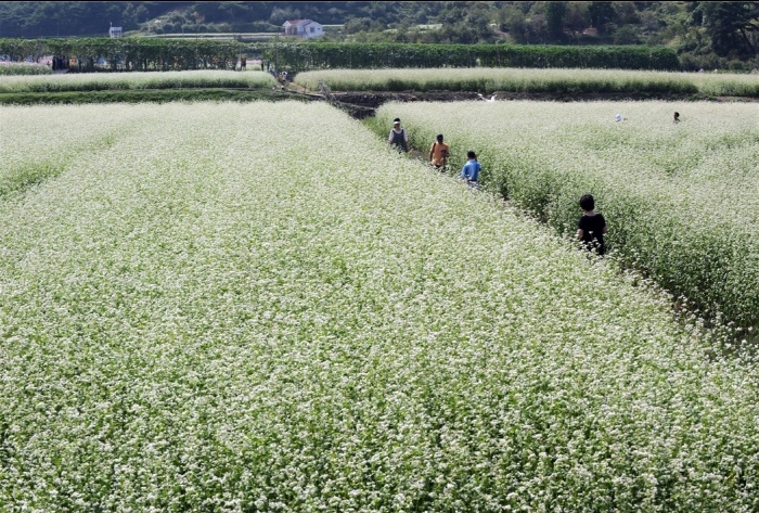 하동북천 메밀꽃밭