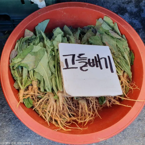 고들빼기