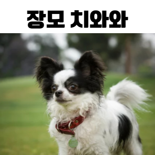 장모치와와/출처:어도비스톡