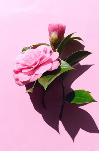 3월 서천 동백꽃 주꾸미 축제 완벽 가이드