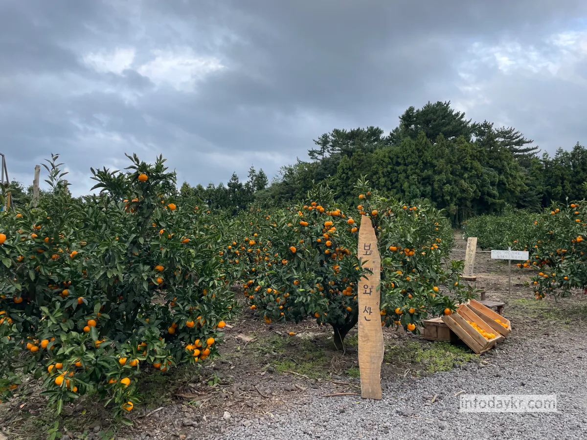 보메와산-감귤-농장
