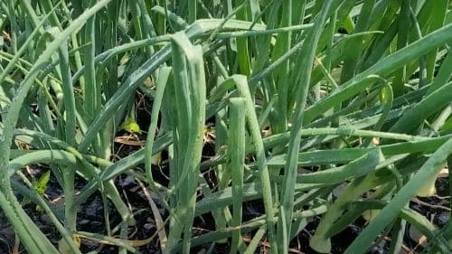 양파-재배법-품종-종류-선택기준