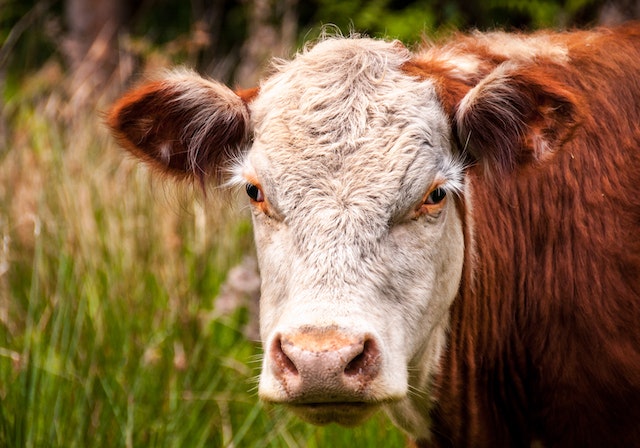 cow