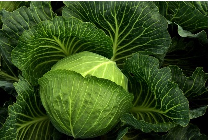 대형마트 절임배추 예약판매 가격비교 이마트 홈플 롯데 농협