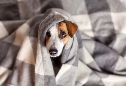 추위로 떨리는 개